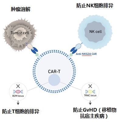 實體瘤CAR-T的破局者 科濟(jì)藥業(yè)李宗海談全球研發(fā)進(jìn)展、海外布局與下一代技術(shù)